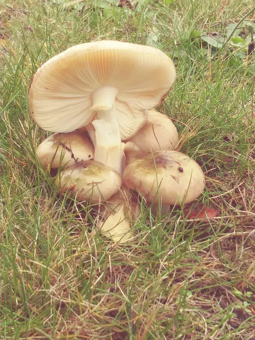 Carriage Club Estates Picture 3