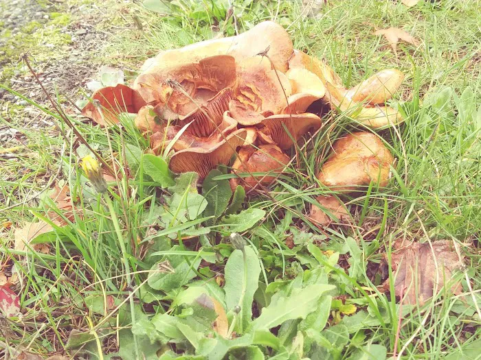 Carriage Club Estates Picture 2