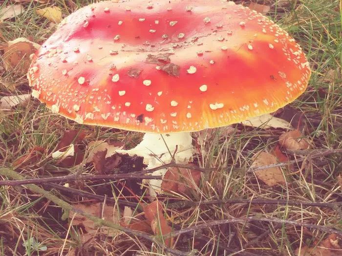 Carriage Club Estates Picture 1