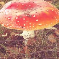 Carriage Club Estates ico