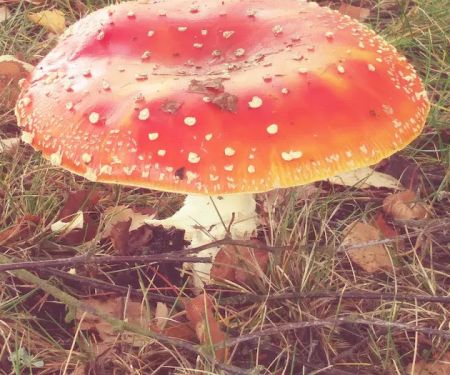 Carriage Club Estates