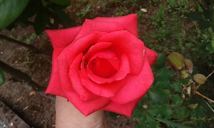 Mobile Manor Picture 3