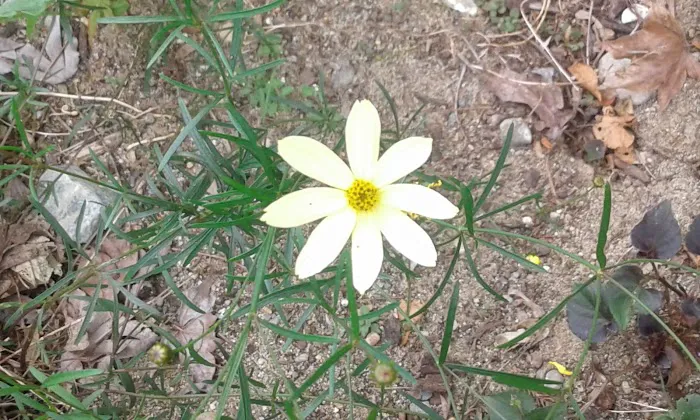 Mobile Manor Picture 10