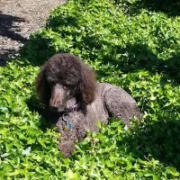 River Bend Mobile Resort ico