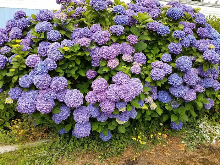 Highland Mobile Home & RV Park Picture 8