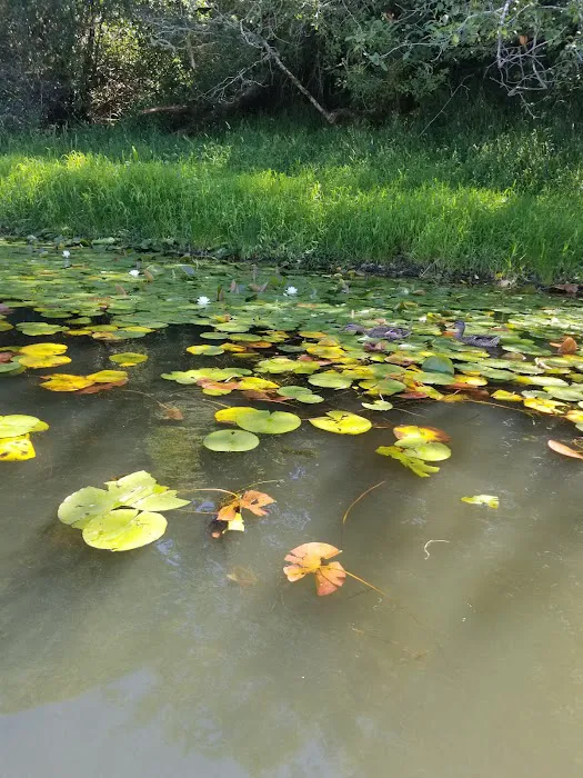 North Lake RV Resort & Marina Picture 9