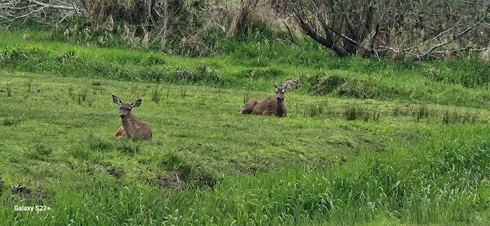 North Lake RV Resort & Marina Picture 3