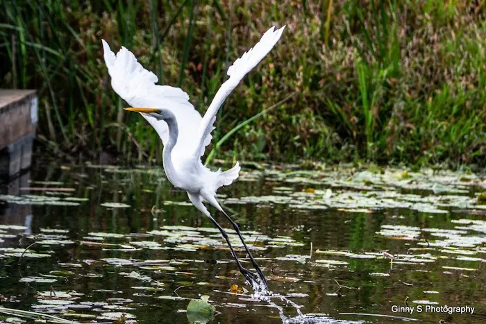 North Lake RV Resort & Marina Picture 4