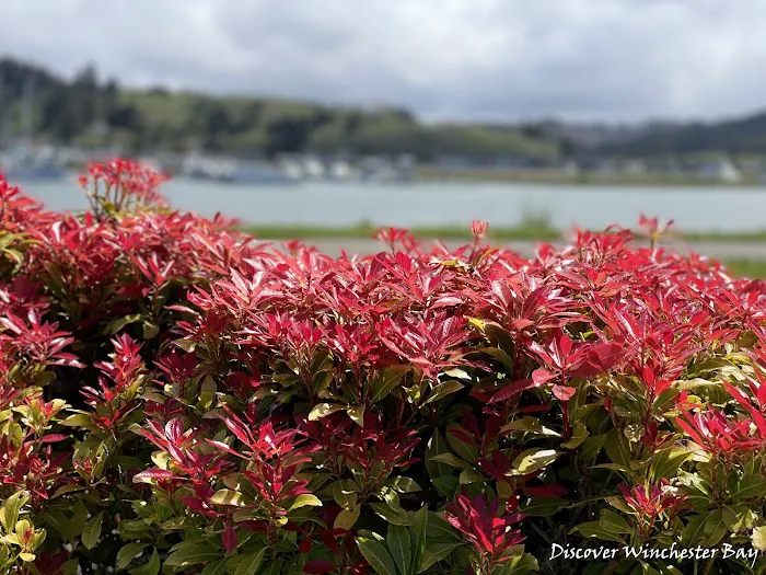 Winchester Bay RV Resort Picture 7