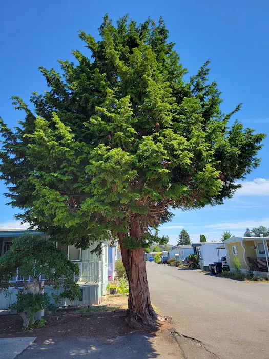 Crystal Tree Village Picture 2