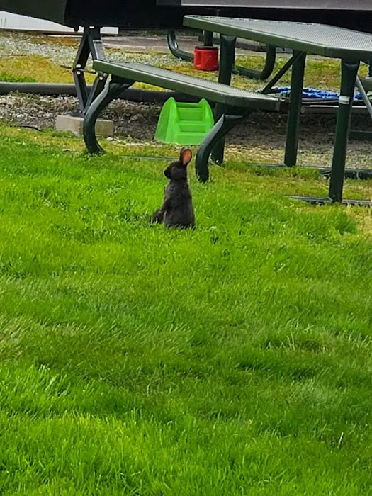 Cedar Grove Shores RV Park Picture 8