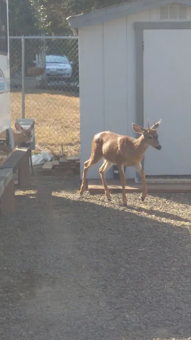 Lake's Edge RV Park & Marina Picture 10