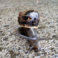 Woahink Lake RV Resort ico