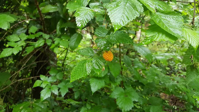 Lakeshore RV Park Picture 3