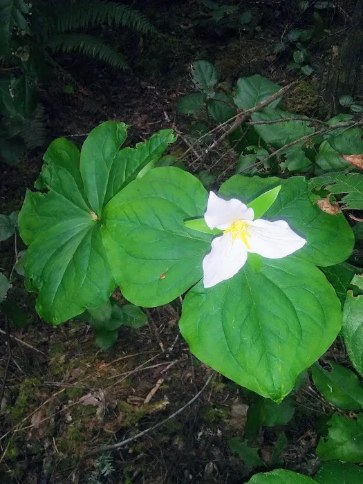 Wildwood Estates Mobile Home Pk Picture 2