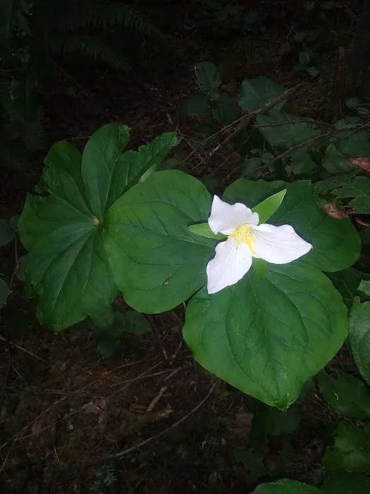 Wildwood Estates Mobile Home Pk Picture 1