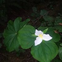 Wildwood Estates Mobile Home Pk ico