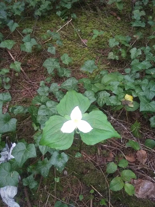 Wildwood Estates Mobile Home Pk Picture 3