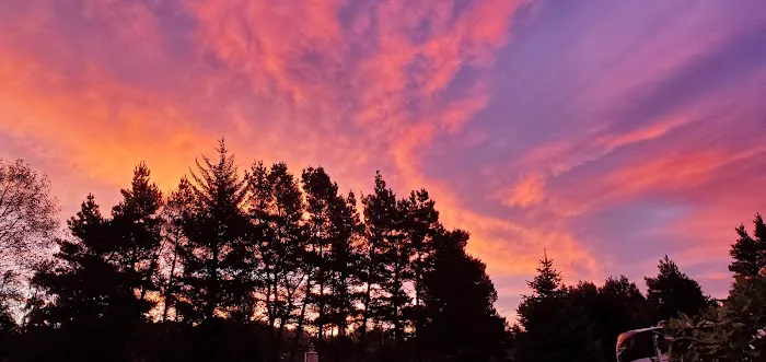 Pacific Pines RV Park & Storage Picture 2