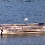 Coast Marina RV Resort