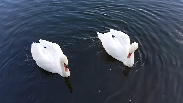 Shorepines Bay Village Picture 1