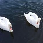 Shorepines Bay Village