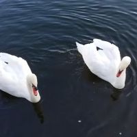 Shorepines Bay Village ico