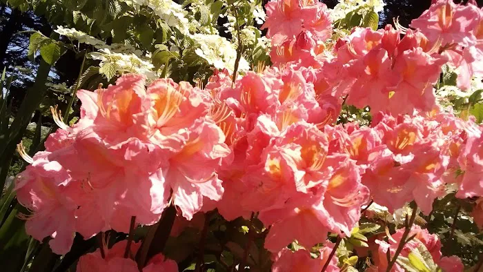 Shorepines Bay Village Picture 7