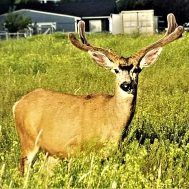 Mystic Woods Mobile & RV Park Picture 1