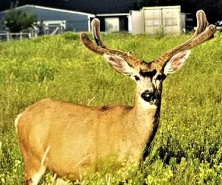 Mystic Woods Mobile & RV Park