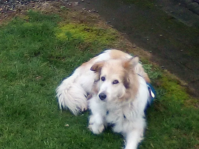 Mystic Woods Mobile & RV Park Picture 8