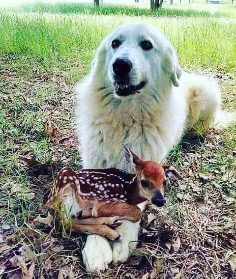 Mystic Woods Mobile & RV Park Picture 3