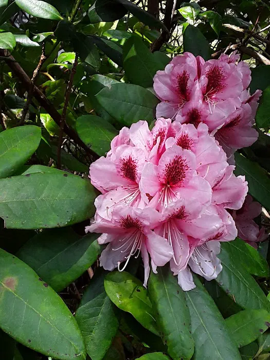 Buck Lake Mobile Home & RV Park Picture 4