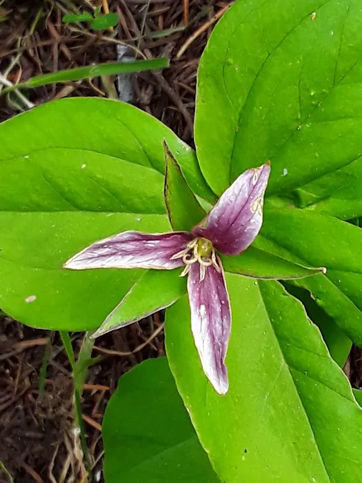 Buck Lake Mobile Home & RV Park Picture 3