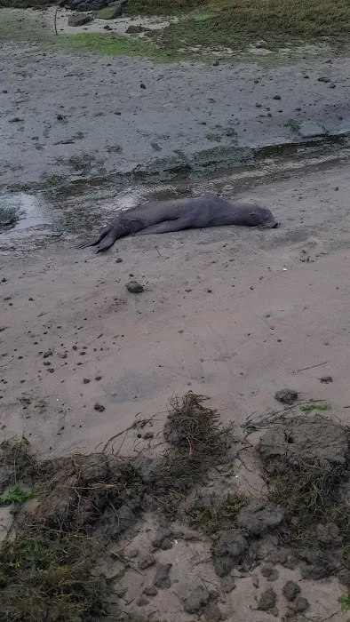 Seaport RV Park Picture 2