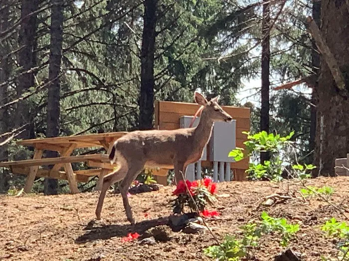 Beach Bound RV Park Picture 8