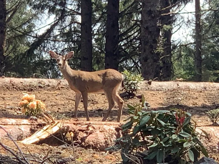 Beach Bound RV Park Picture 9