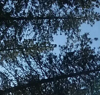 Grants Pass Over-Niters Picture 2