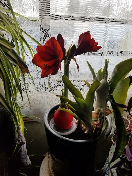 Royal Trailer Park Picture 2