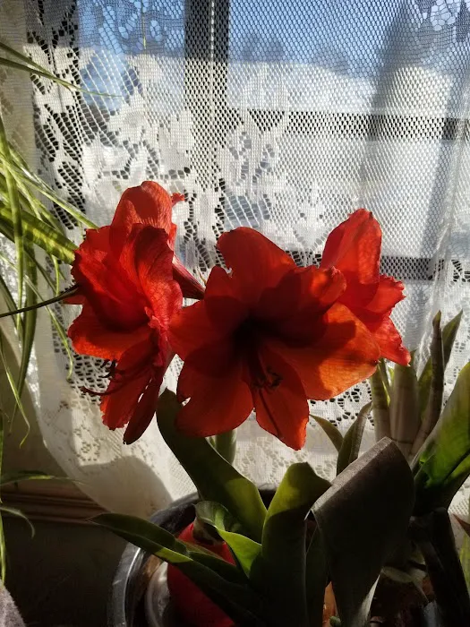 Royal Trailer Park Picture 1