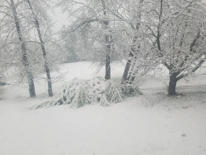 Circle Tree Mobile Park Picture 3