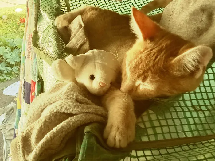 Grants Pass Mobile Home Park Picture 3