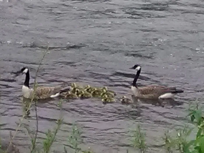 Riverfront RV Park Picture 8