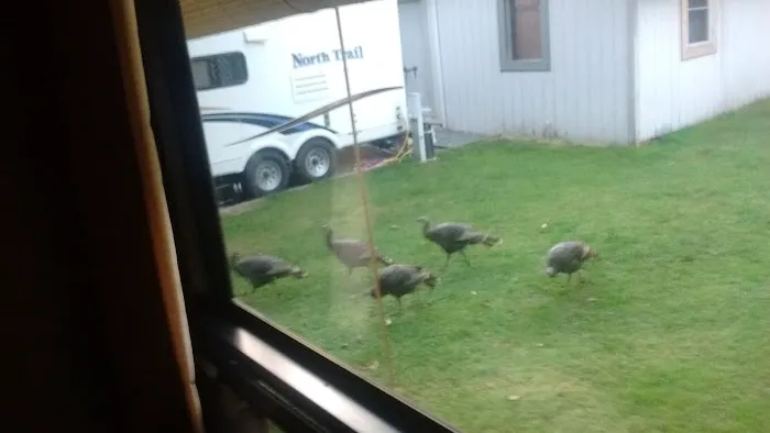 Chinook Winds RV Park Picture 4