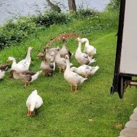 Bridgeview RV Resort ico