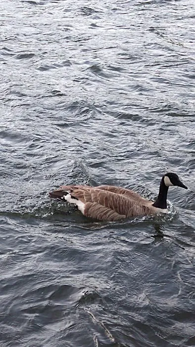 Bridgeview RV Resort Picture 9