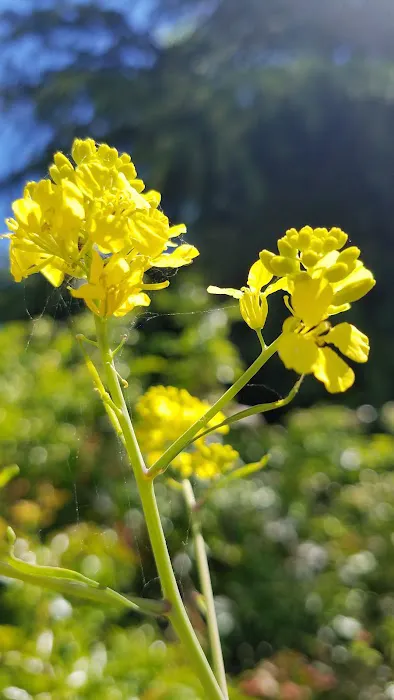 Greenbrier Terrace Mobile Comm Picture 4