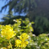 Greenbrier Terrace Mobile Comm ico