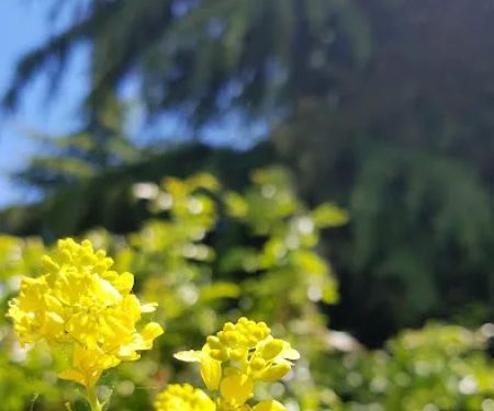 Greenbrier Terrace Mobile Comm