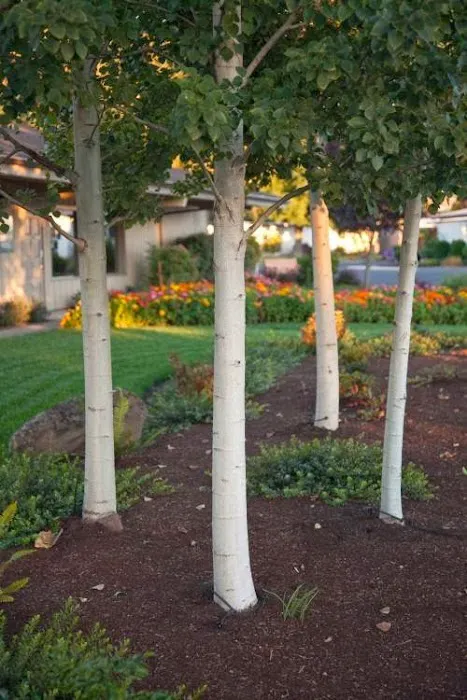 Aspens On the Creek Picture 10